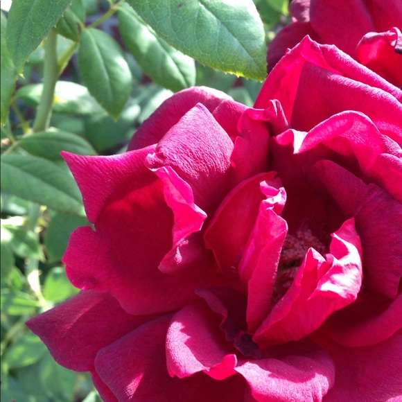 Meet your Posher, Melissa - Picture 6 of 8